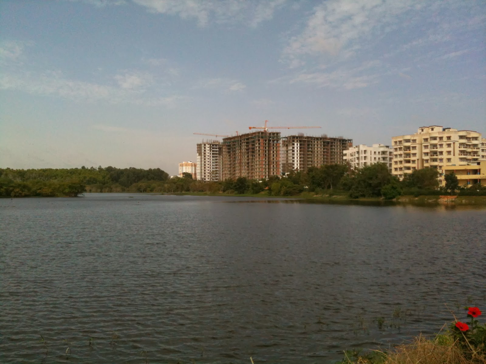 Trees, Plants & more Kaikondrahalli Lake